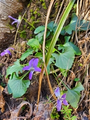 Viola septemloba