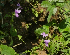 Barleria prattensis