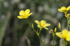 Linum flavum