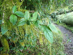 Cotoneaster bullatus