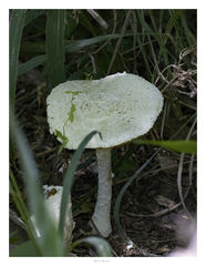 Saproamanita thiersii