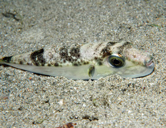 Lagocephalus sceleratus