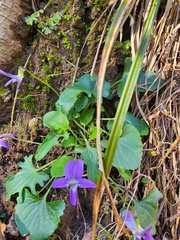 Viola septemloba