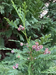 Chamaecyparis lawsoniana