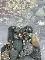 Pagurus hirsutiusculus