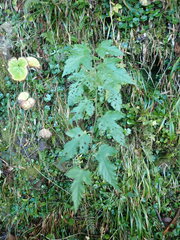 Rubus taitoensis