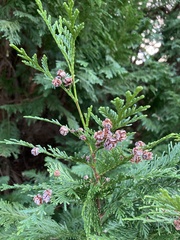 Chamaecyparis lawsoniana