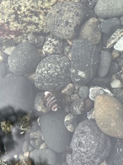 Pagurus hirsutiusculus