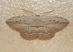 Scopula desita