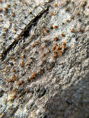 Cytospora