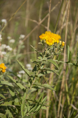 Pentanema germanicum
