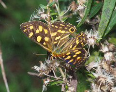 Oreixenica kershawi