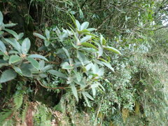 Rhododendron pseudochrysanthum