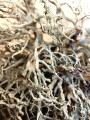 Ramalina subfarinacea