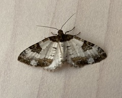 Melanthia procellata