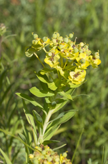 Euphorbia glareosa