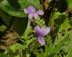 Barleria prattensis