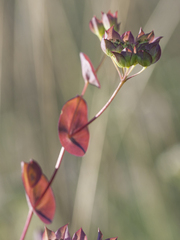 Bupleurum rotundifolium