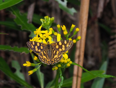 Oreixenica kershawi