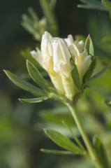 Chamaecytisus virescens