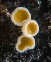 Lachnellula resinaria