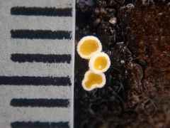 Lachnellula resinaria