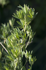 Chamaecytisus virescens