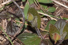 Crocanthemum carolinianum