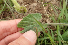 Convolvulus natalensis