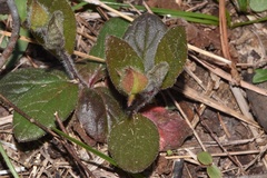 Crocanthemum carolinianum