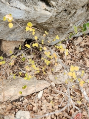 Forestiera reticulata