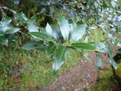 Ilex bioritsensis