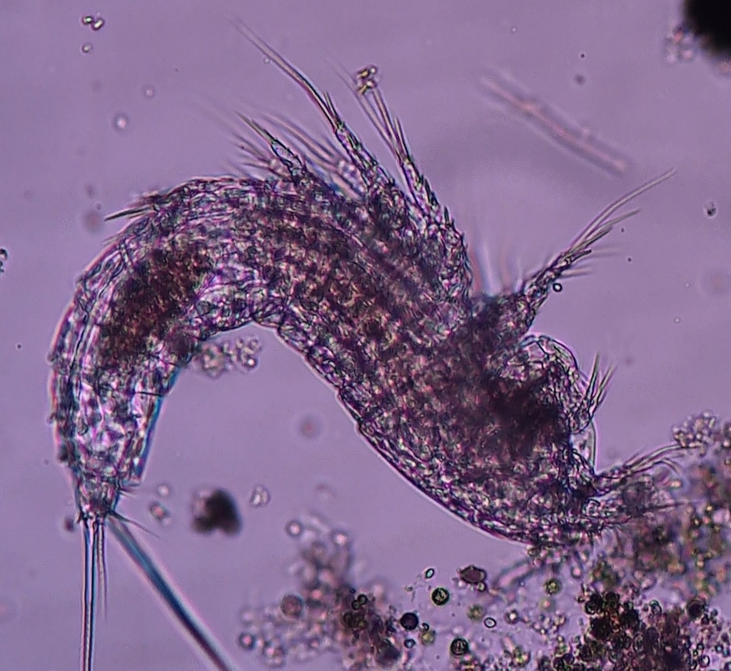 Phyllognathopodidae