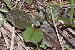 Crocanthemum carolinianum