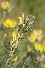 Chamaecytisus austriacus