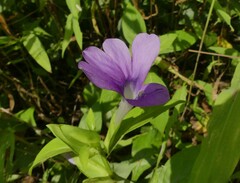 Barleria prattensis