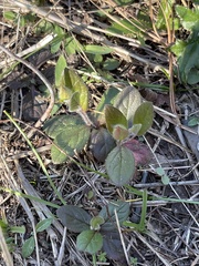 Crocanthemum carolinianum