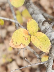 Forestiera reticulata