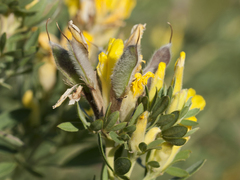 Chamaecytisus austriacus