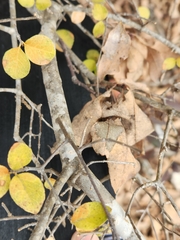 Forestiera reticulata