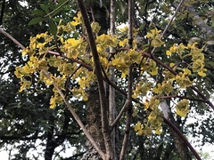 Trichocentrum