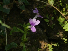 Barleria prattensis