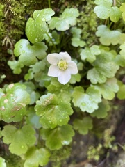 Kumlienia hystricula