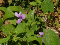 Barleria prattensis