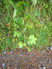 Rosa transmorrisonensis