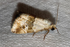 Maliattha amorpha
