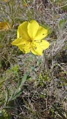 Oenothera mollissima