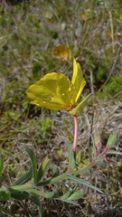Oenothera mollissima