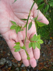 Rosa transmorrisonensis