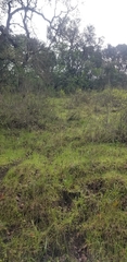 Dirca occidentalis